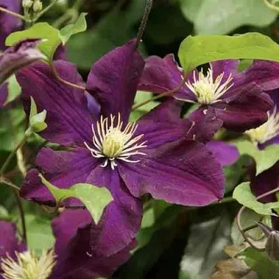 Клематис ГЕРОИ ВАРШАВЫ в Уфе