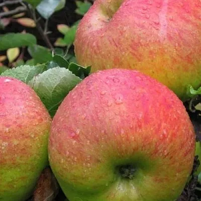 Яблоня ЯБЛОЧНЫЙ СПАС  Яблоня ЯБЛОЧНЫЙ СПАС в Уфе