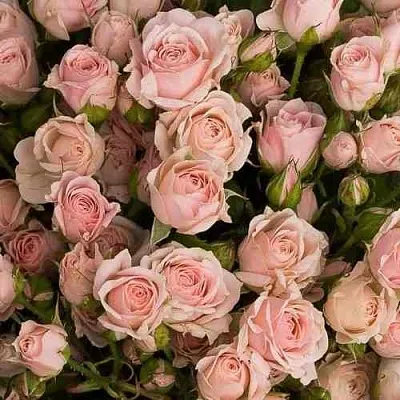 Саженцы роз ОДИЛЛИЯ спрей  Саженцы роз ОДИЛЛИЯ спрей в Уфе