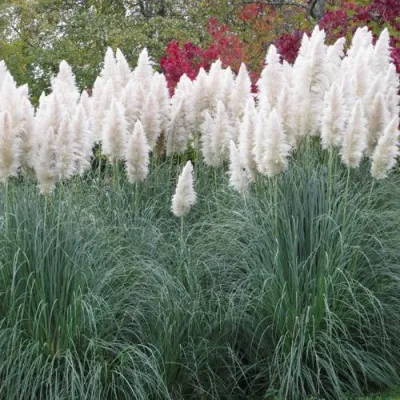 Кортадерия белая (пампасная трава) в Уфе