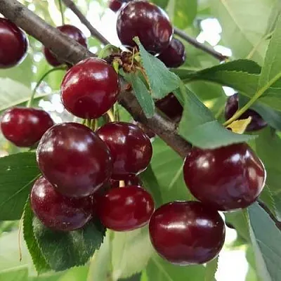 Дюк СЛАВЯНКА  Дюк СЛАВЯНКА в Уфе