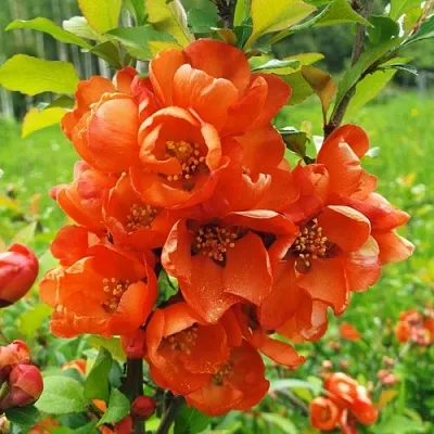 Айва японская в Уфе