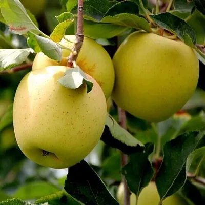 Яблоня ГОЛДЕН ВЛАДИМИРСКИЙ  Яблоня ГОЛДЕН ВЛАДИМИРСКИЙ в Уфе