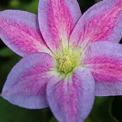 Клематис ЧЕЙНДЖ ОФ ХАРТ в Уфе