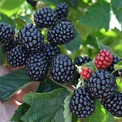 Ежевика ПОЛАР бесшипная  Ежевика ПОЛАР бесшипная в Уфе