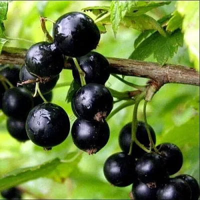 саженцы смородины саженцы смородины