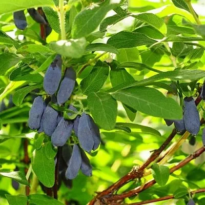 Жимолость съедобная ЛЕБЁДУШКА  Жимолость съедобная ЛЕБЁДУШКА в Уфе