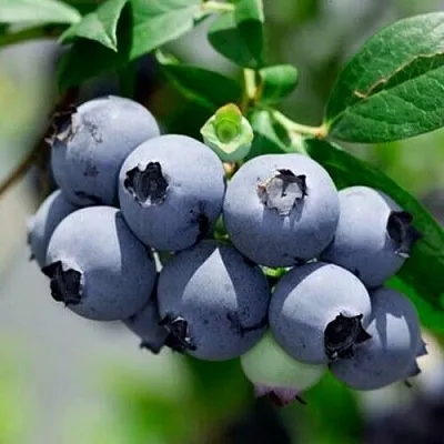 Голубика СИЕРРА в Уфе