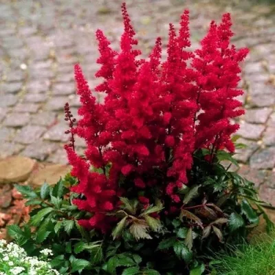 Астильба ГЛАТ Арендса — описание сорта Астильба ГЛАТ Арендса в Уфе