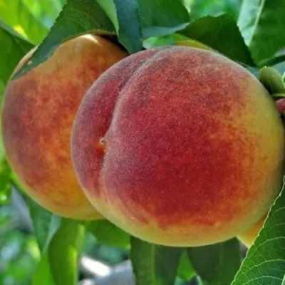 Персик НОВОСЕЛКОВСКИЙ в Уфе