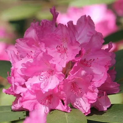 Рододендрон ЛУМИНА  Рододендрон ЛУМИНА в Уфе