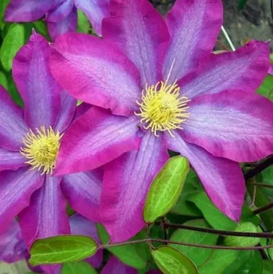 Клематис КАКИО в Уфе