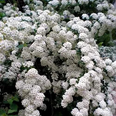 Спирея ВАНГУТТА  Спирея ВАНГУТТА в Уфе