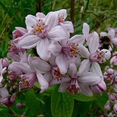 Дейция МОУНТ РОУЗ  Дейция МОУНТ РОУЗ в Уфе