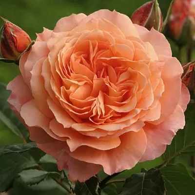 Саженцы роз БЕЛЬВЕДЕР шраб  Саженцы роз БЕЛЬВЕДЕР шраб в Уфе