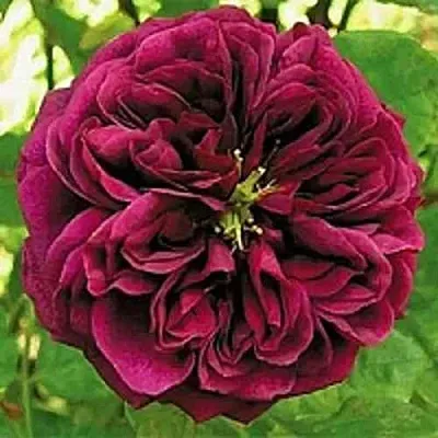 Саженцы роз ЗЕ ПРИНЦ английская  Саженцы роз ЗЕ ПРИНЦ английская в Уфе