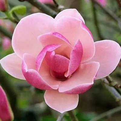 Магнолия РУСТИКА РУМБА в Уфе