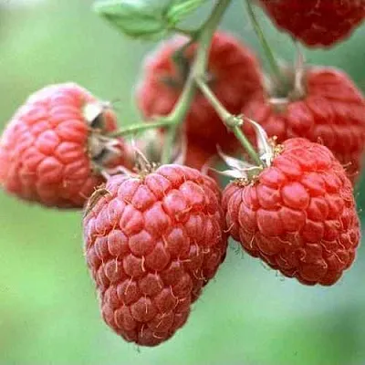 Малина ХЕРИТЕЙДЖ  Малина ХЕРИТЕЙДЖ в Уфе