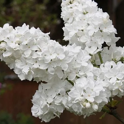 Сирень ФЛОРА  Сирень ФЛОРА в Уфе