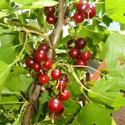 Смородина золотистая ВИШНЕВАЯ  Смородина золотистая ВИШНЕВАЯ в Уфе