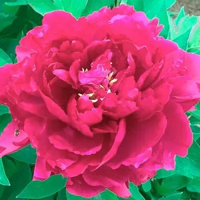 Пион ОСТРОВНОЙ МИНИСТР древовидный  Пион ОСТРОВНОЙ МИНИСТР древовидный в Уфе