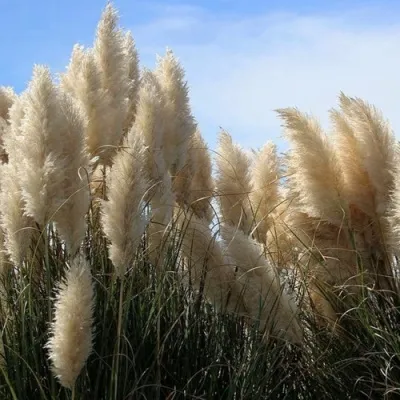 Кортадерия белая (пампасная трава) в Уфе