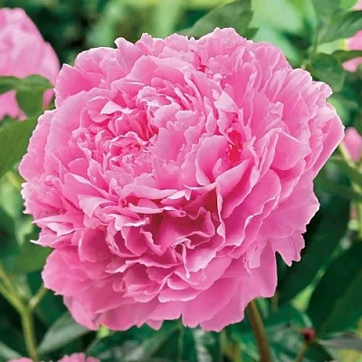 Пион МИСС ЭКХАРТ травянистый  Пион МИСС ЭКХАРТ травянистый в Уфе