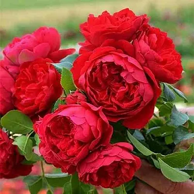 Саженцы роз ФЛОРЕНТИНА плетистая  Саженцы роз ФЛОРЕНТИНА плетистая в Уфе