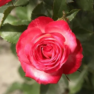 Саженцы роз САФИНА спрей  Саженцы роз САФИНА спрей в Уфе