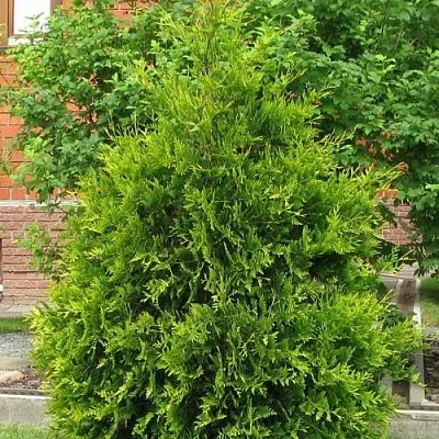 Туя АНЯ (АНИЕ) западная в Уфе