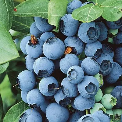 Голубика КОВИЛЛ  Голубика КОВИЛЛ в Уфе