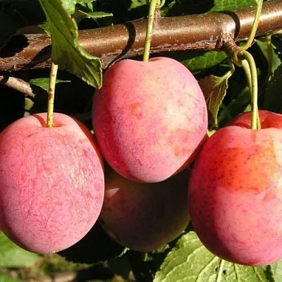 Слива ВИКТОРИЯ  Слива ВИКТОРИЯ в Уфе