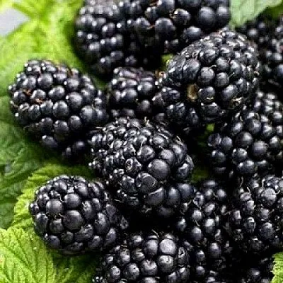 Ежевика БЖЕЗИНА бесшипная  Ежевика БЖЕЗИНА бесшипная в Уфе