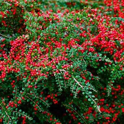 Кизильник горизонтальный  Кизильник горизонтальный в Уфе