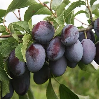 Слива РЕНКЛОД  Слива РЕНКЛОД в Уфе