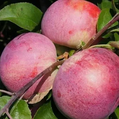 Яблоня БЕЛОРУССКОЕ МАЛИНОВОЕ в Уфе