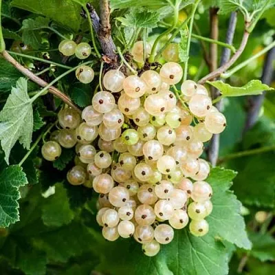 Смородина белая БЕЛАЯ ПОТАПЕНКО  Смородина белая БЕЛАЯ ПОТАПЕНКО в Уфе