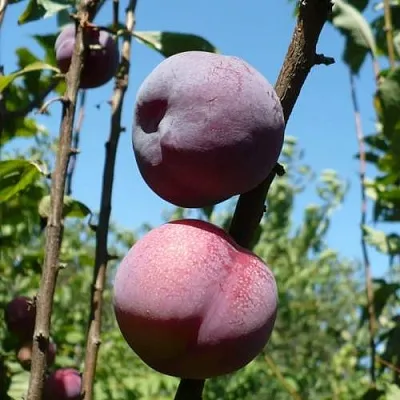 Плумкот ВЕЙ ВОНГ  Плумкот ВЕЙ ВОНГ в Уфе