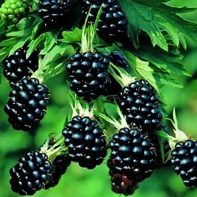 Ежевика КИТАНИНИ бесшипная  Ежевика КИТАНИНИ бесшипная в Уфе