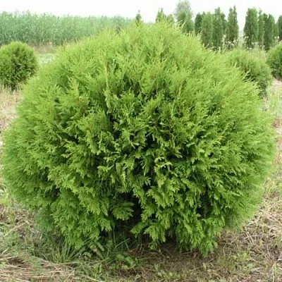 Туя ГЛОБОЗА западная в Уфе