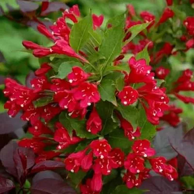 Вейгела РЕД ПРИНЦ  Вейгела РЕД ПРИНЦ в Уфе