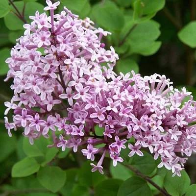 Сирень ПАЛИБИН   Сирень ПАЛИБИН  в Уфе