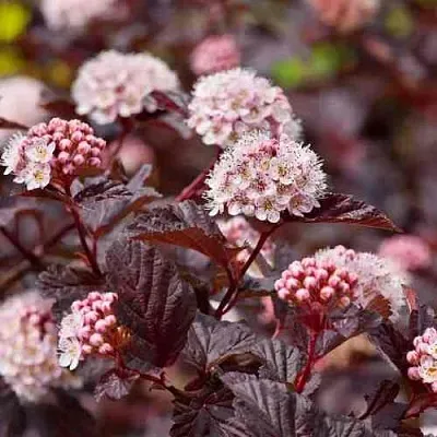 Пузыреплодник АНДРЕ   Пузыреплодник АНДРЕ  в Уфе