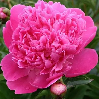 Пион ЭДУЛИС СУПЕРБА травянистый  Пион ЭДУЛИС СУПЕРБА травянистый в Уфе