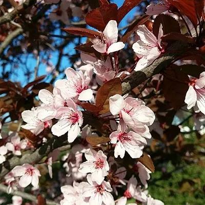 Слива ВУДИ растопыренная  Слива ВУДИ растопыренная в Уфе