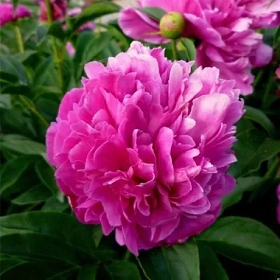 Пион ФЕЛИКС КРАУССЕ травянистый  Пион ФЕЛИКС КРАУССЕ травянистый в Уфе