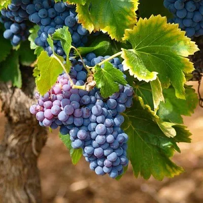 Виноград ЗИЛГА в Уфе