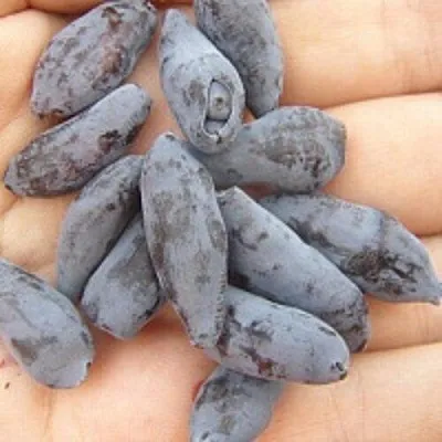 Жимолость съедобная ЧУЛЫМСКАЯ  Жимолость съедобная ЧУЛЫМСКАЯ в Уфе