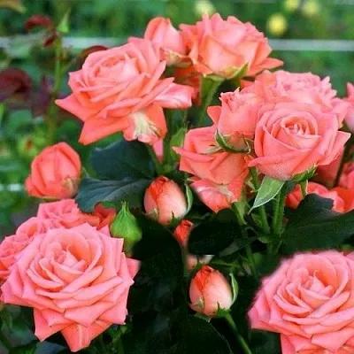 Саженцы роз БАРБАДОС спрей  Саженцы роз БАРБАДОС спрей в Уфе