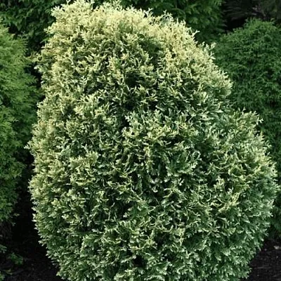 Туя ЛИТОМИШИЛ западная в Уфе